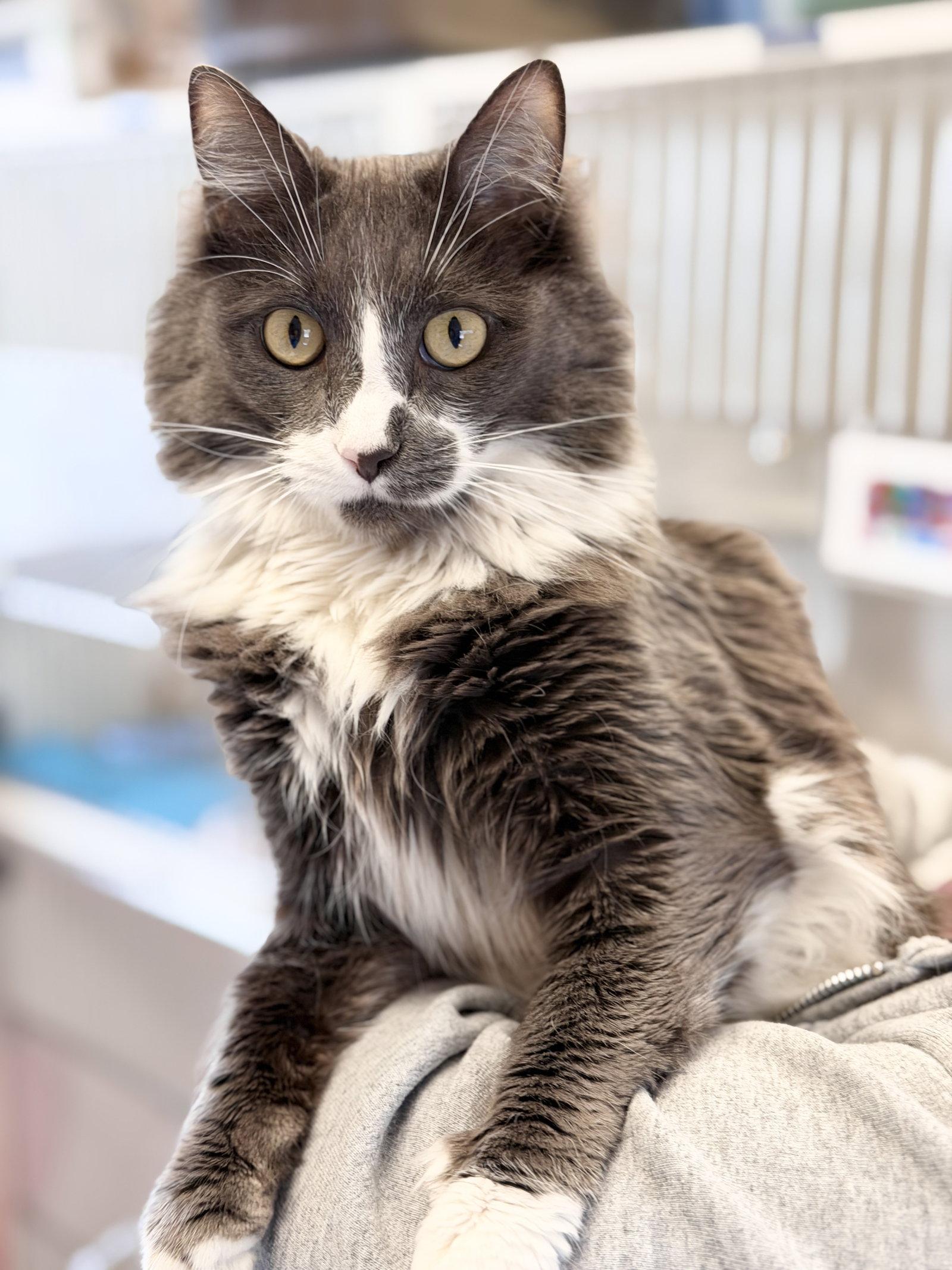 Enlarge Callie (prev. Momma), a Adoptable Domestic Medium Hair in West Cornwall, CT image 1/3
