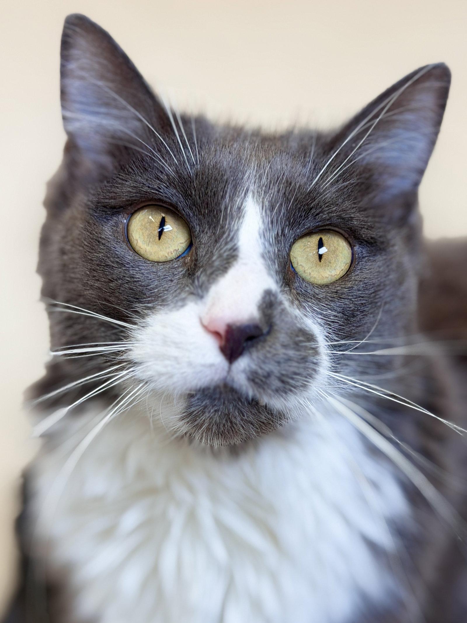 Enlarge Callie (prev. Momma), a Adoptable Domestic Medium Hair in West Cornwall, CT image 2/3