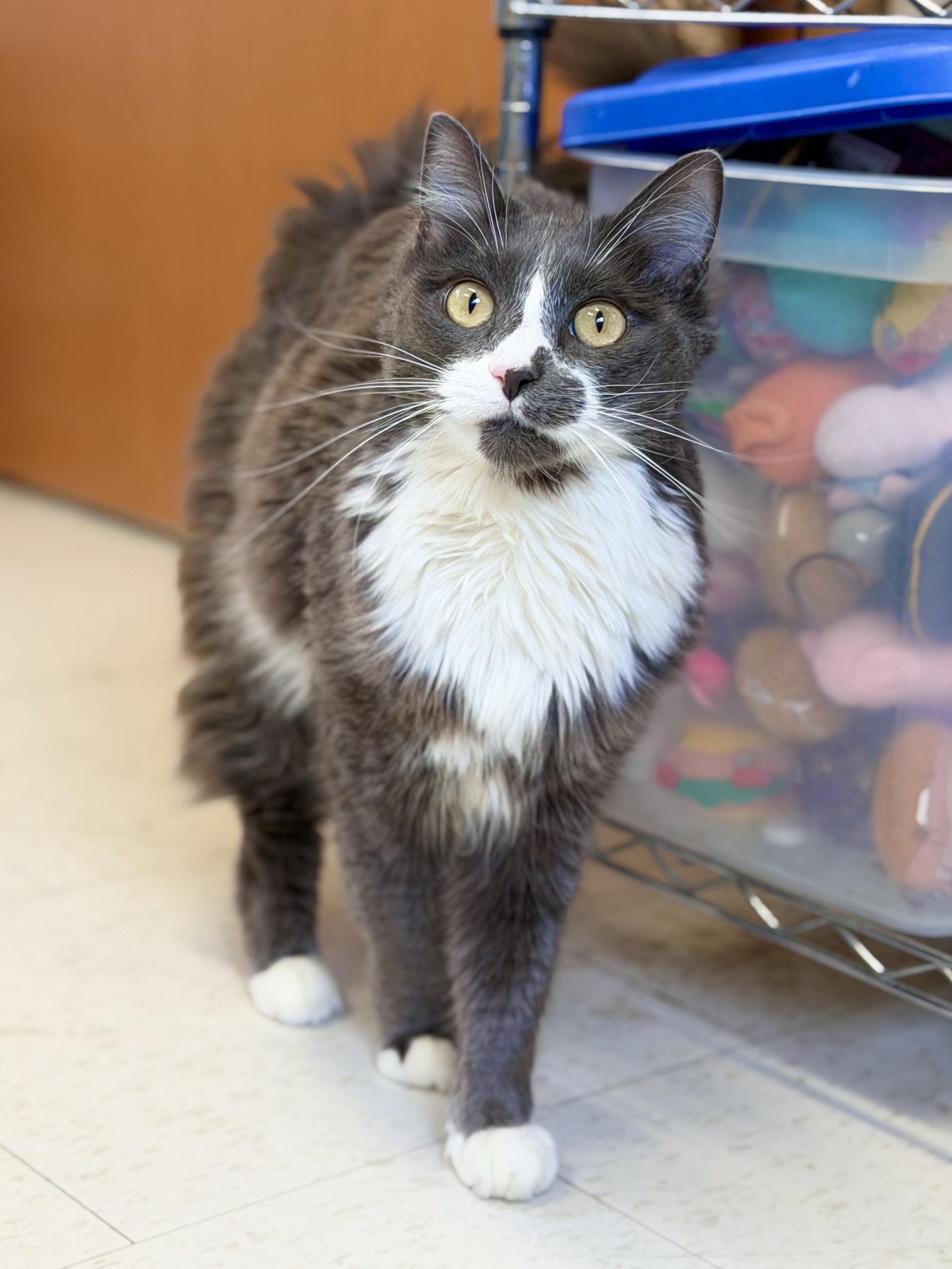 Enlarge Callie (prev. Momma), a Adoptable Domestic Medium Hair in West Cornwall, CT image 3/3