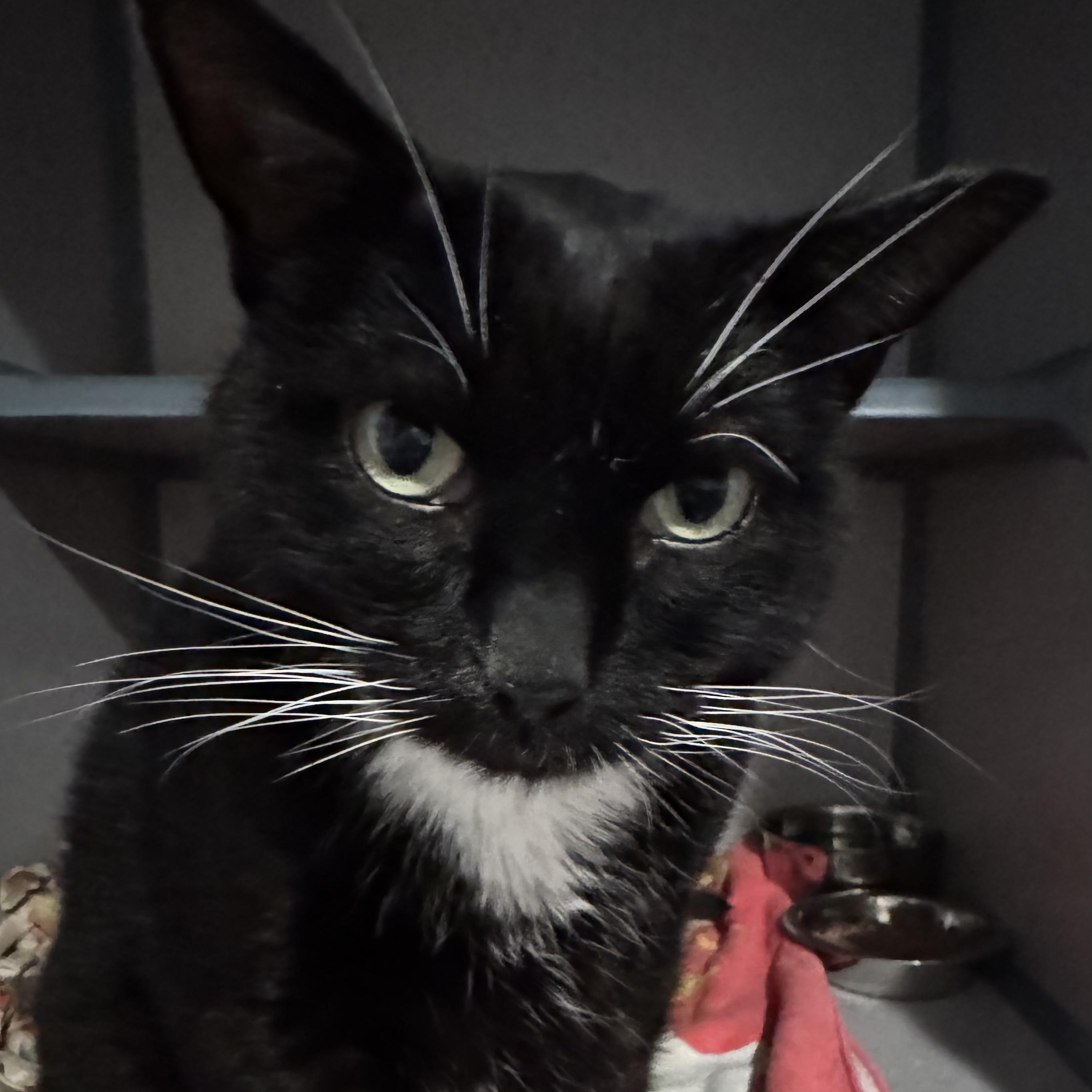 Enlarge Squeakers, an adopted mixed breed in Palatine, IL image 3/3