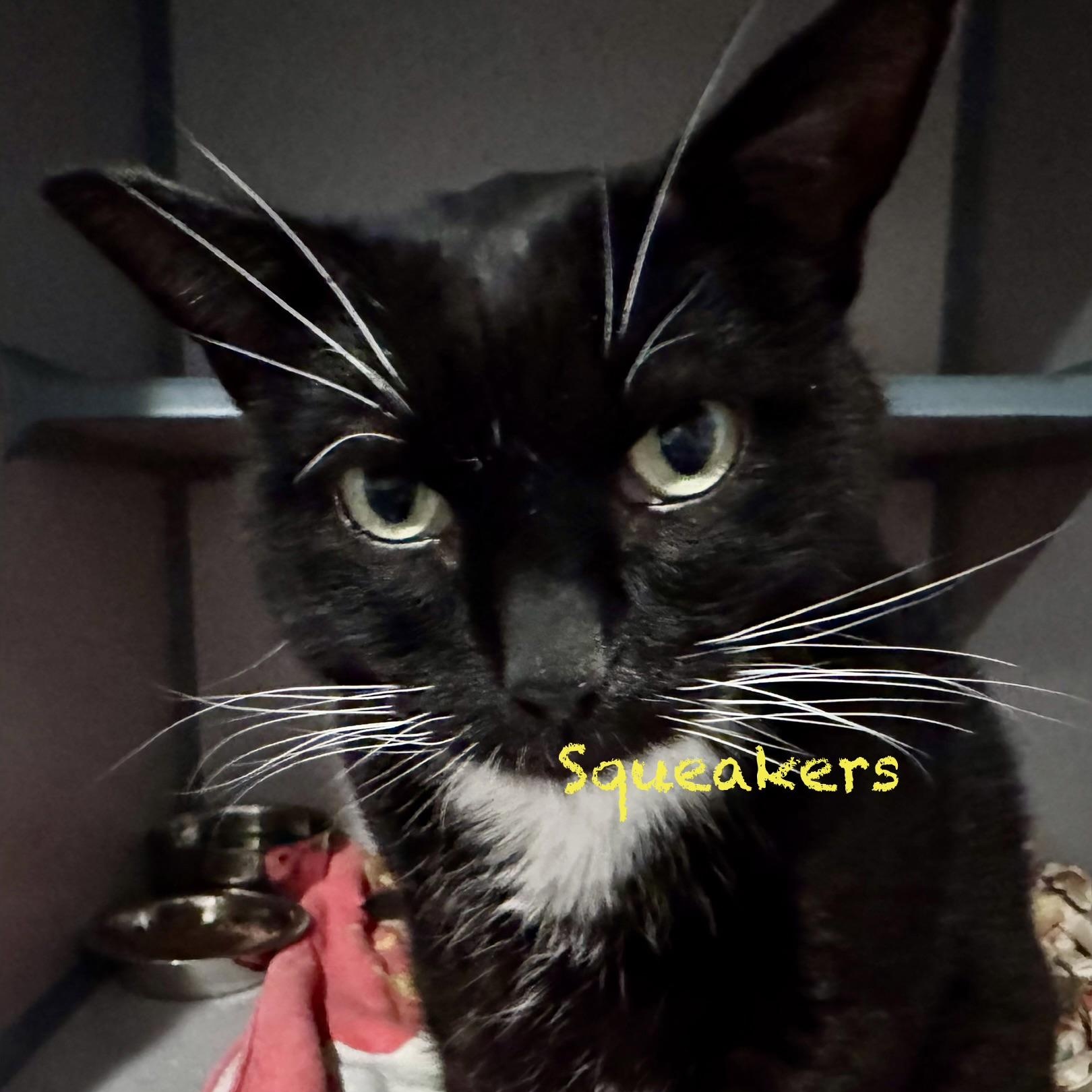 Squeakers, adoptable, Senior Male American Shorthair & Domestic Short Hair.