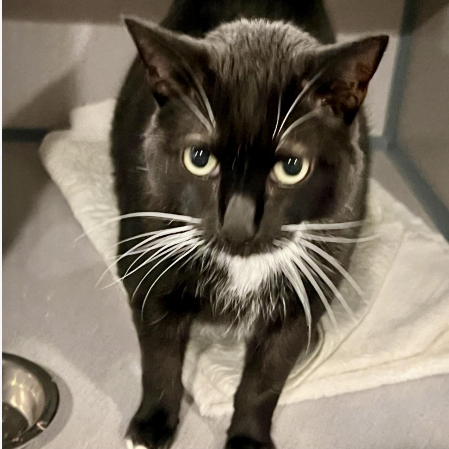 Enlarge Squeakers, an adopted mixed breed in Palatine, IL image 2/3