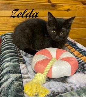 Enlarge Zelda, an adoptable Domestic Medium Hair in Southern Pines, NC image 3/3