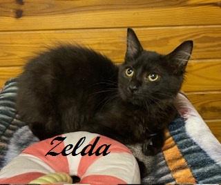 Enlarge Zelda, an adoptable Domestic Medium Hair in Southern Pines, NC image 1/3