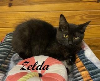Enlarge Zelda, an adoptable Domestic Medium Hair in Southern Pines, NC image 2/3