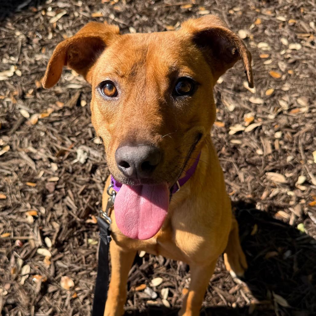 Gal, Adoptable, Young Female Mixed Breed.