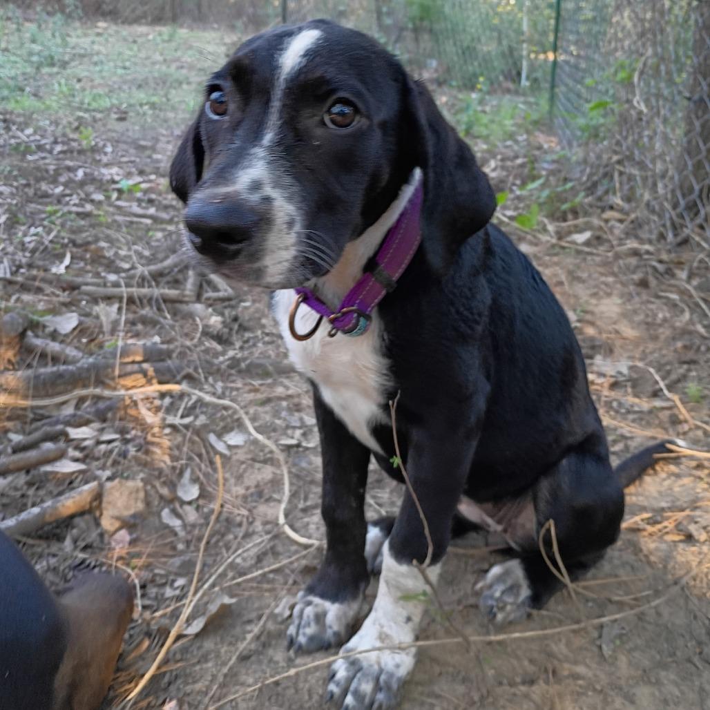 Enlarge Diana II, a Adoptable Terrier in Mount Pleasant, TX image 2/2