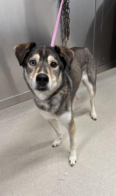 LEIA, Adoptable, Adult Female Husky & Labrador Retriever.