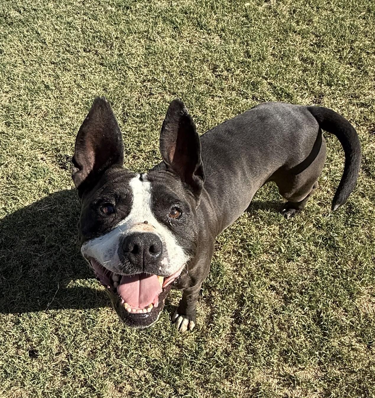 Bailey **Courtesy Post. Out of town pet. See below for details**