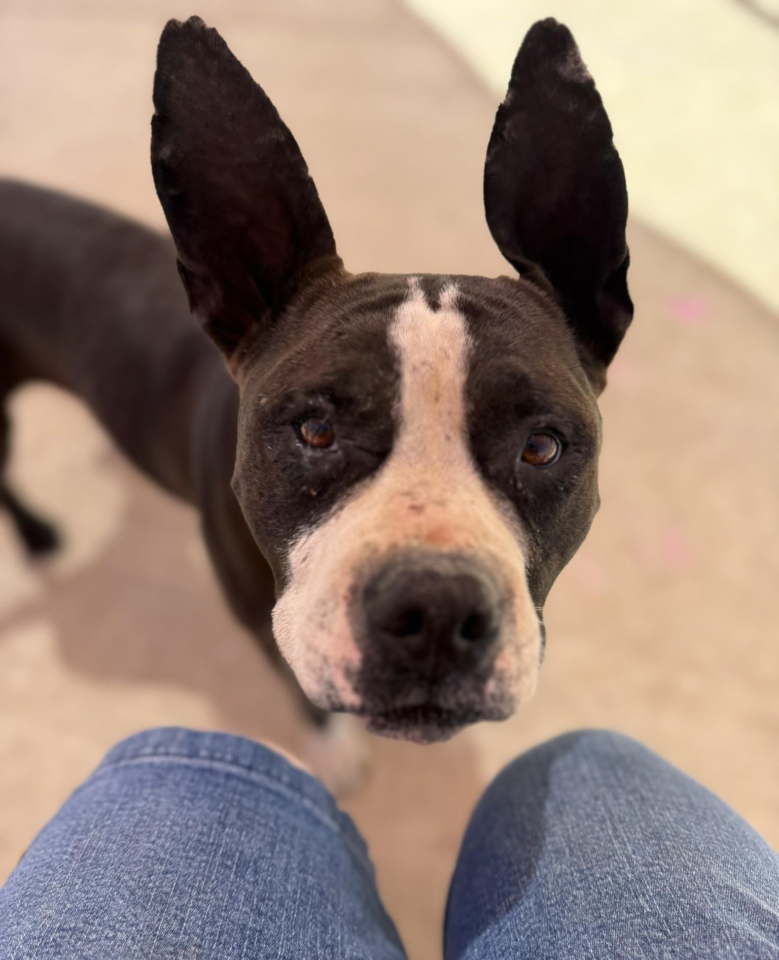 Bailey **Courtesy Post. Out of town pet. See below for details**