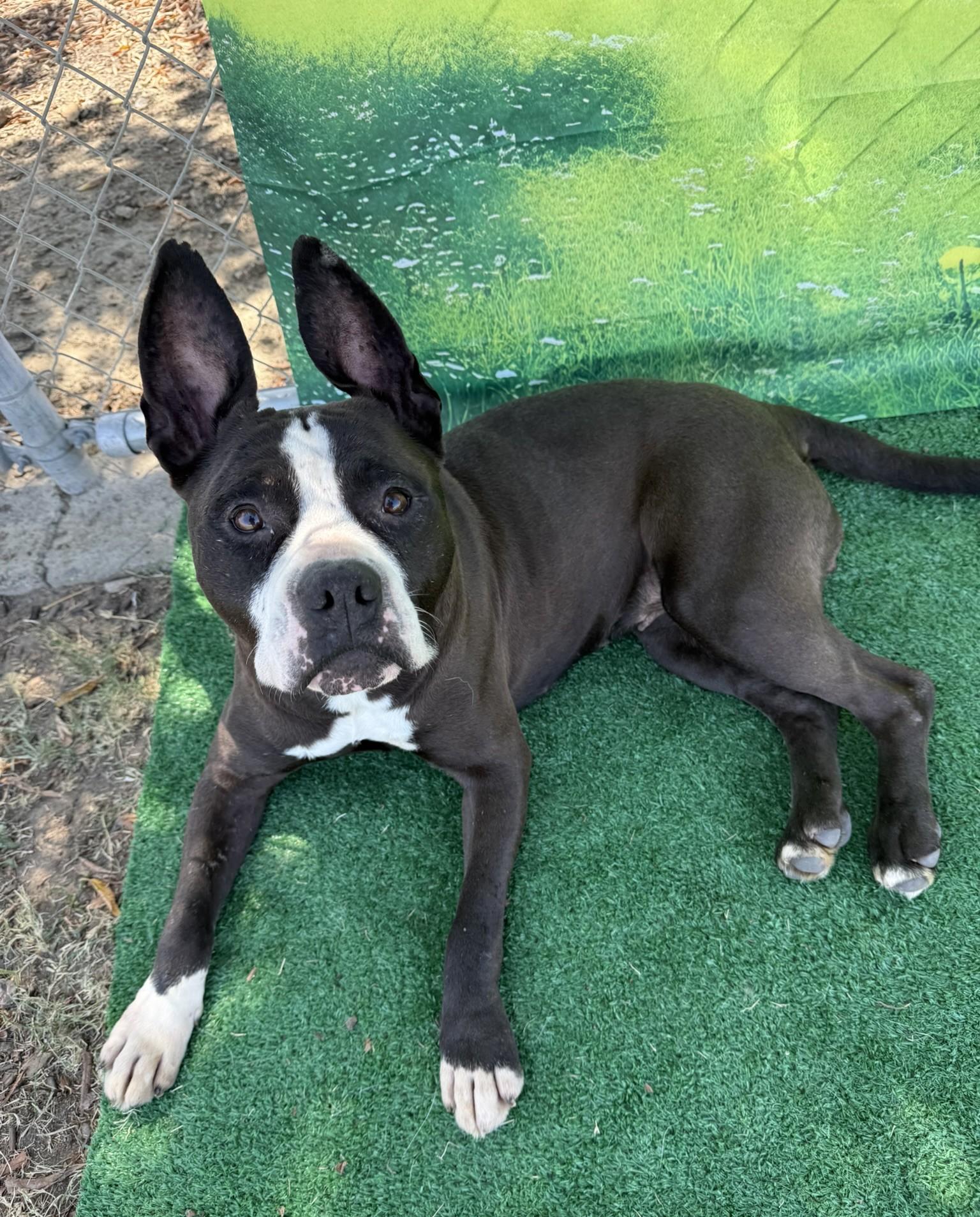 Bailey **Courtesy Post. Out of town pet. See below for details**