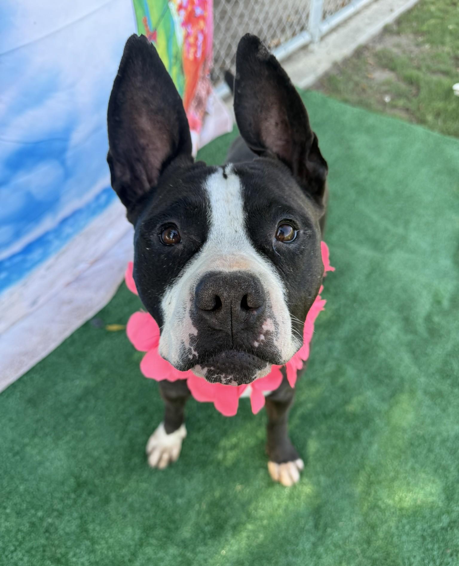 Bailey **Courtesy Post. Out of town pet. See below for details**