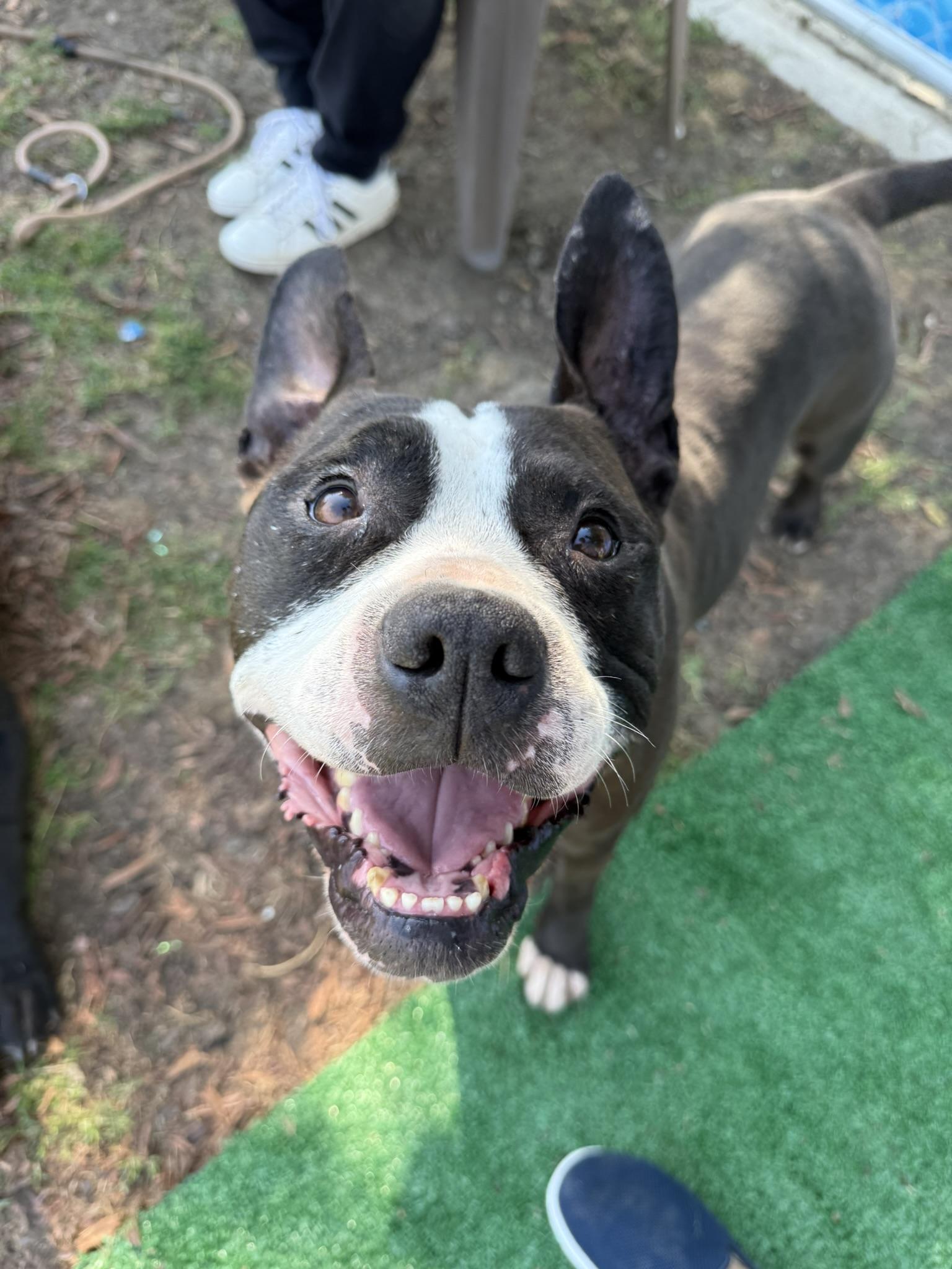 Bailey **Courtesy Post. Out of town pet. See below for details**