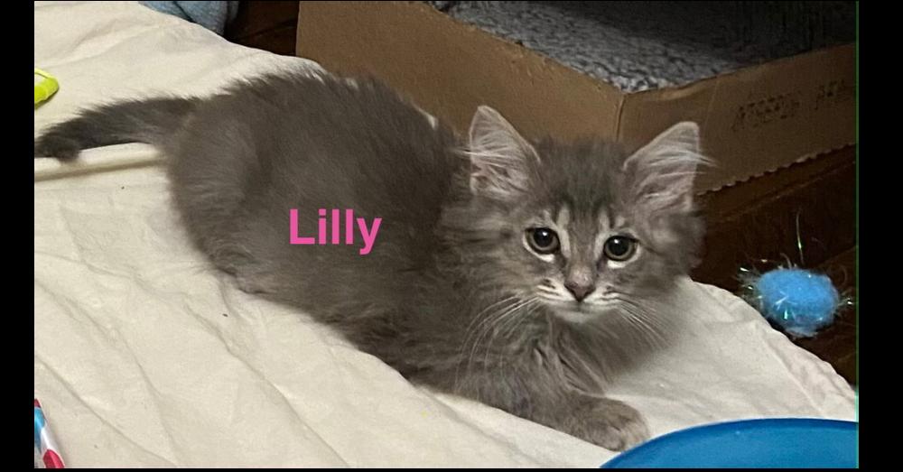 Lilly, Adoptable, Kitten Female Domestic Short Hair.