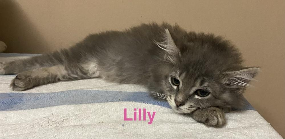 Lilly, a Adoptable Domestic Short Hair in Chalfont, PA image 2/2