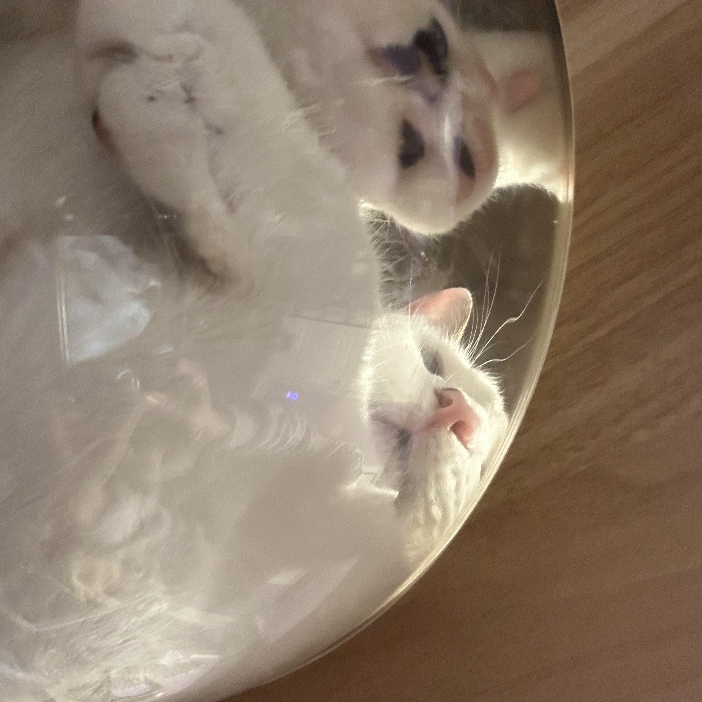 Enlarge Shelby, a Adoptable Domestic Short Hair in Decatur, GA image 3/6