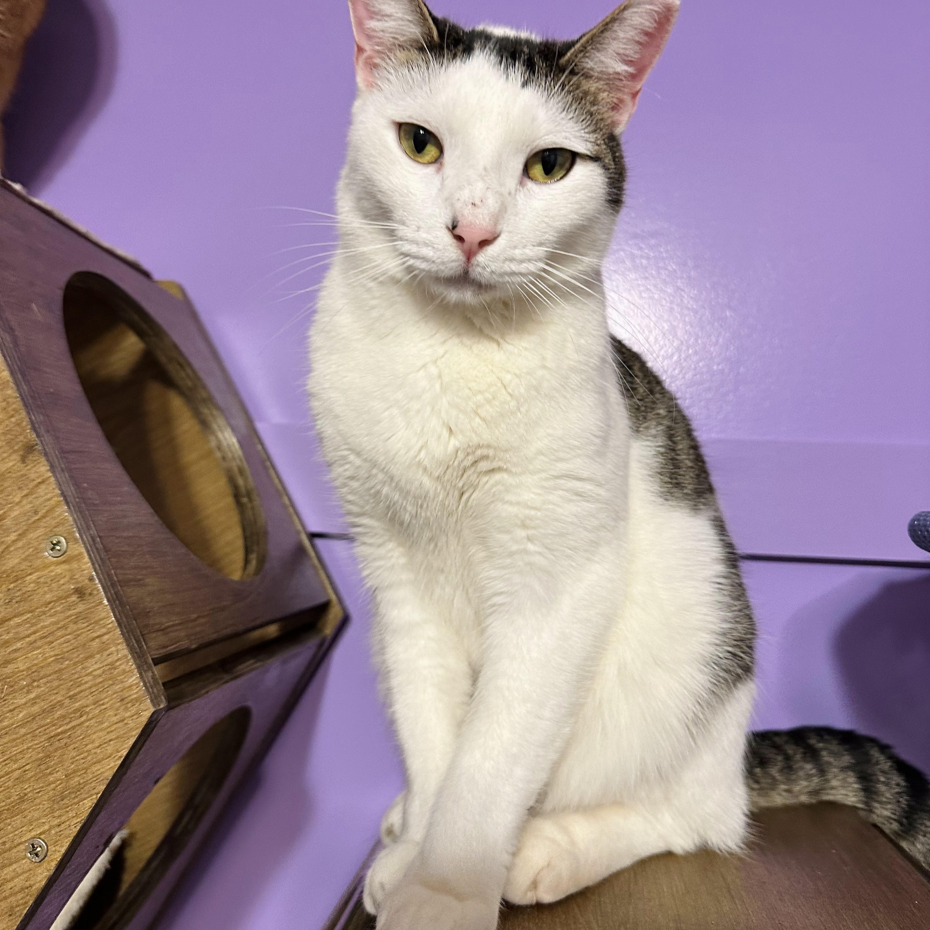 Enlarge Shelby, a Adoptable Domestic Short Hair in Decatur, GA image 1/6