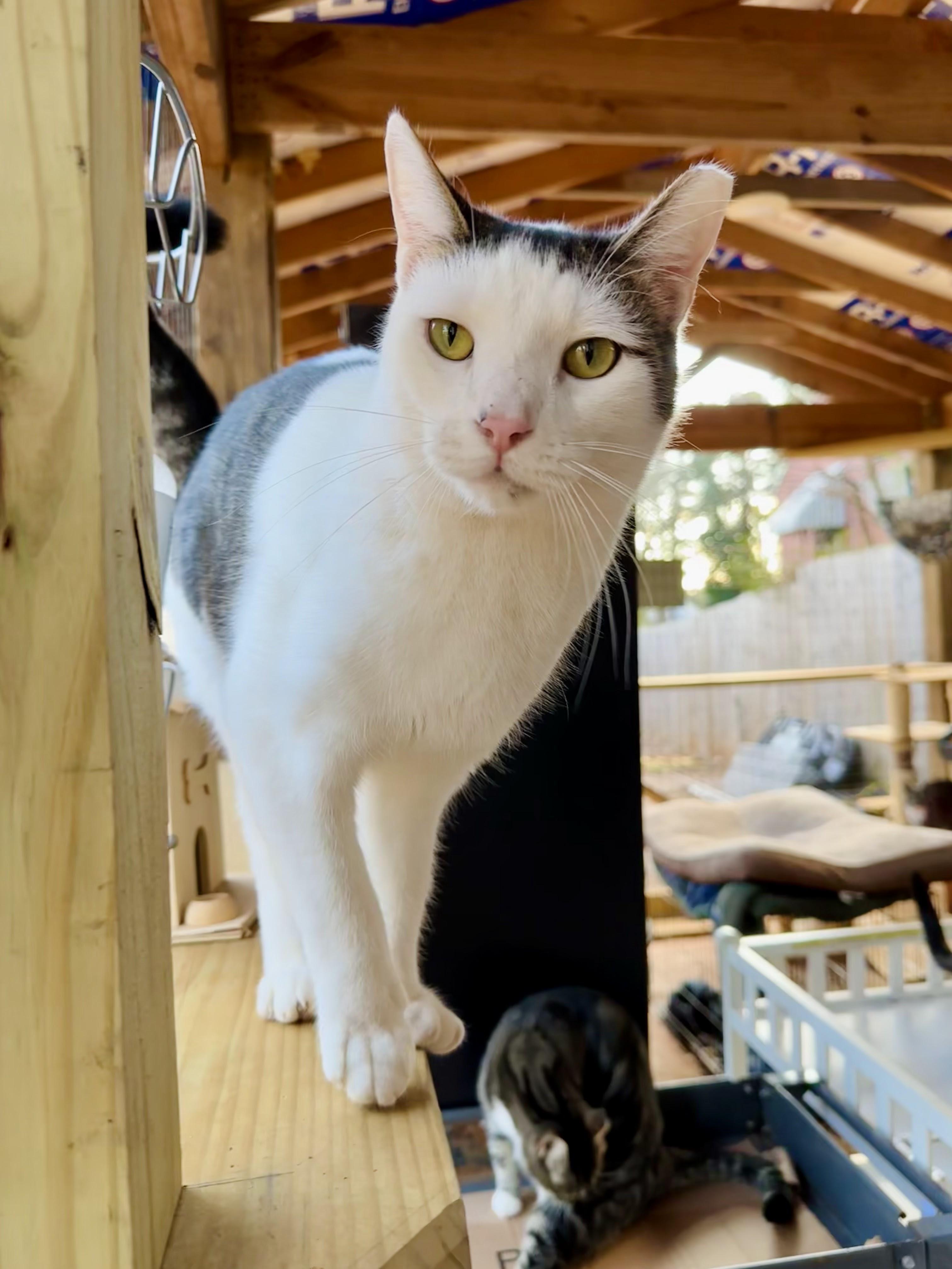 Enlarge Shelby, a Adoptable Domestic Short Hair in Decatur, GA image 6/6