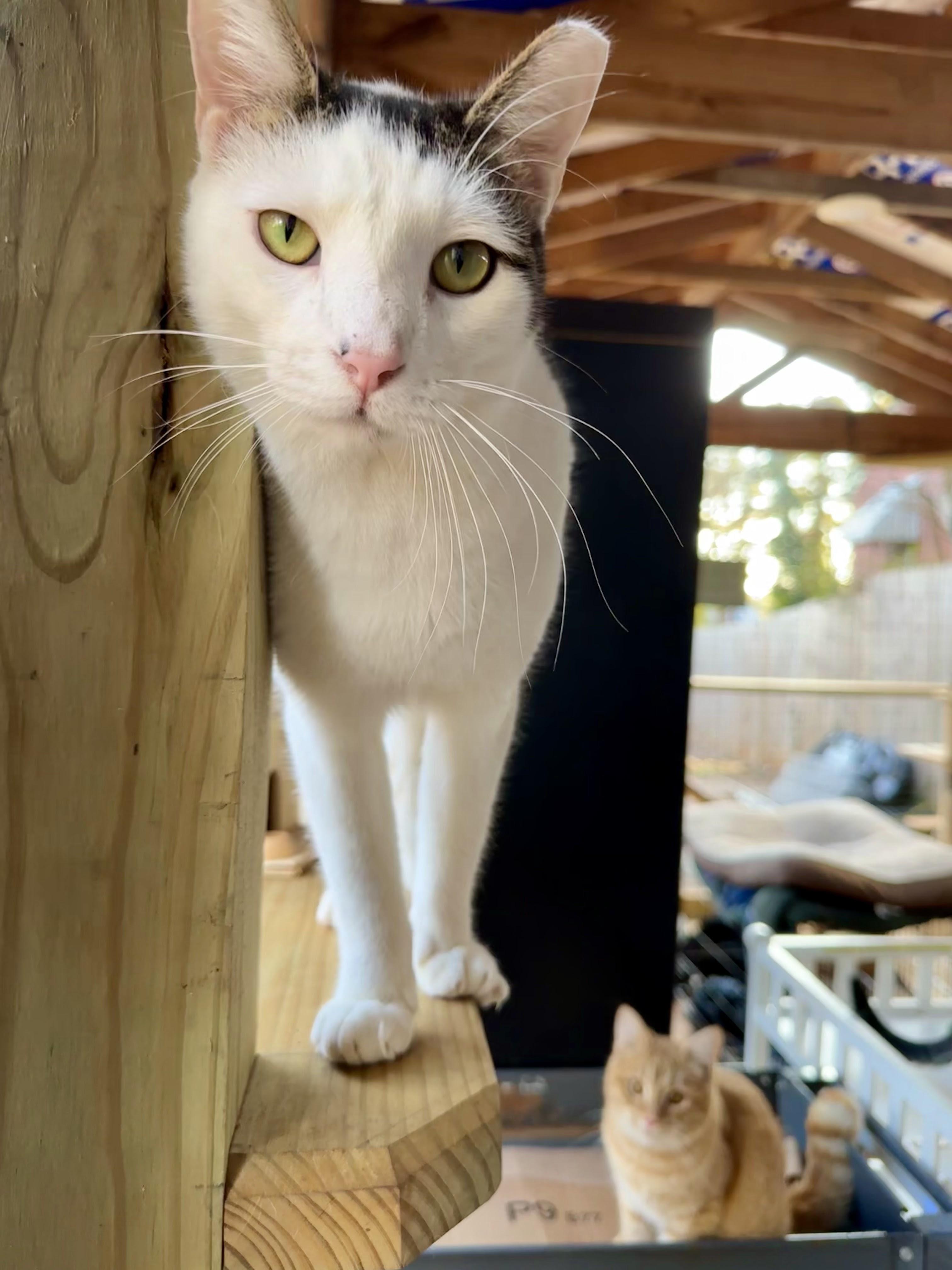 Enlarge Shelby, a Adoptable Domestic Short Hair in Decatur, GA image 5/6