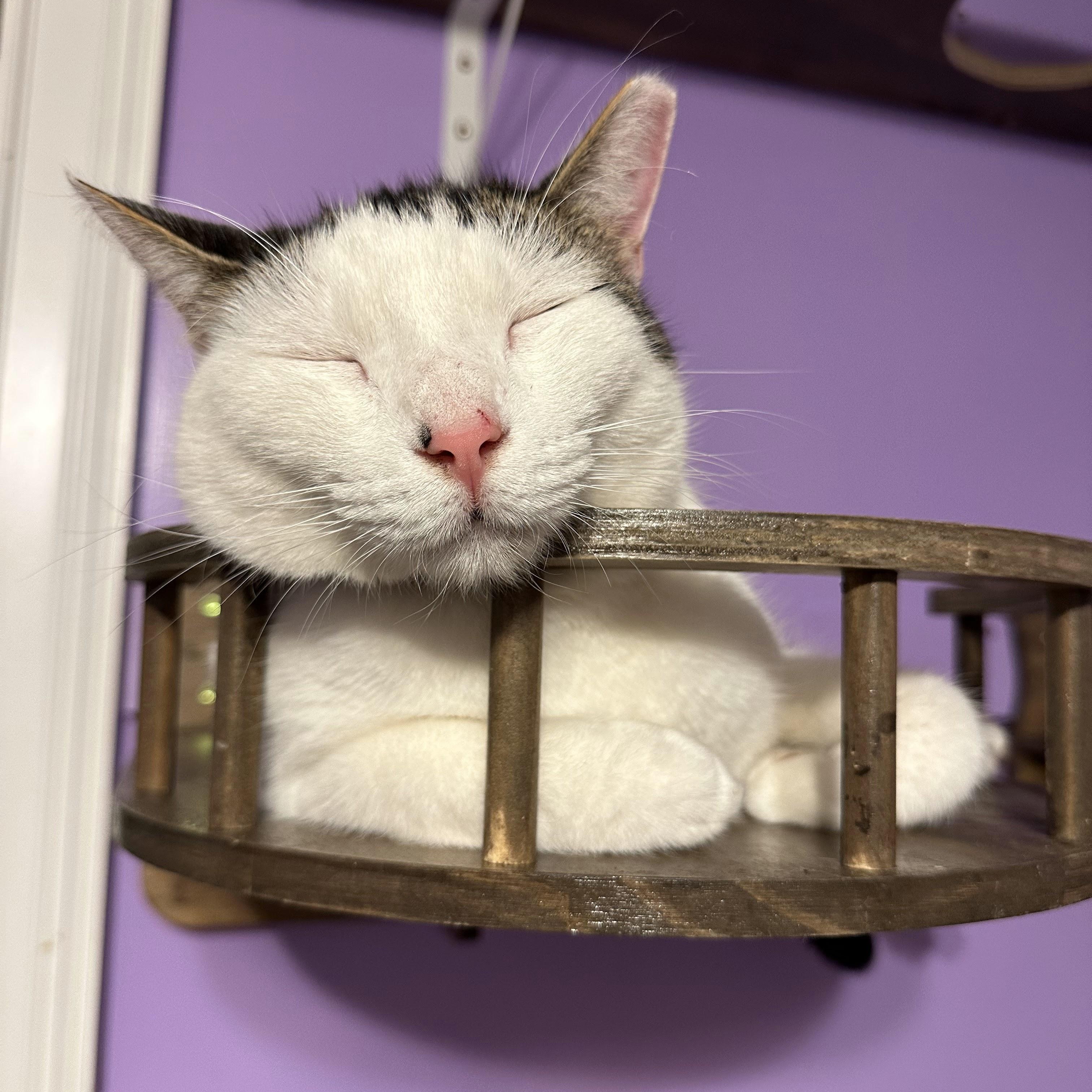 Enlarge Shelby, a Adoptable Domestic Short Hair in Decatur, GA image 2/6