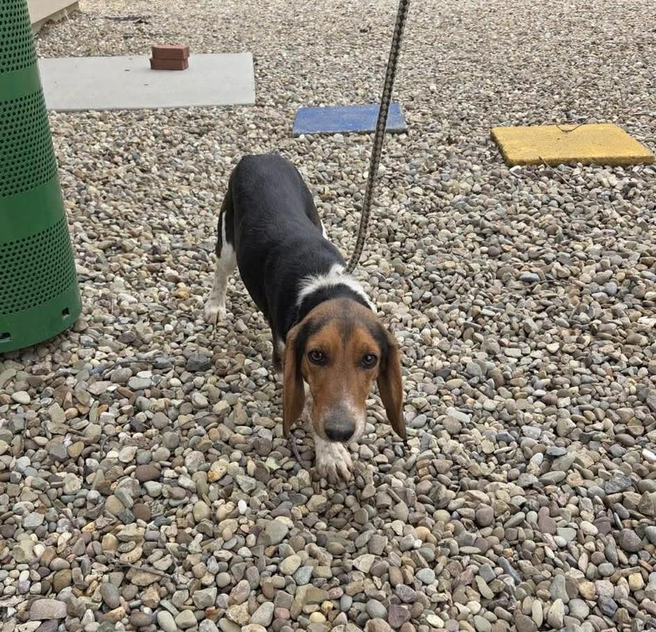 Shamrock, Adoptable, Young Male Beagle.