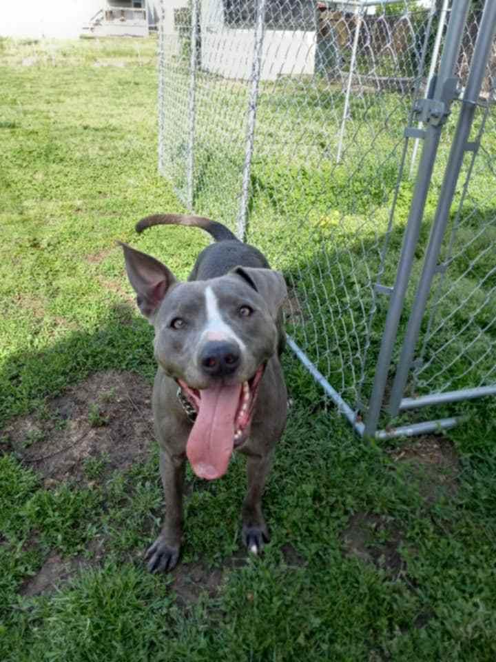 Enlarge Blue, a Adopted Pit Bull Terrier in Granite City, IL image 1/4