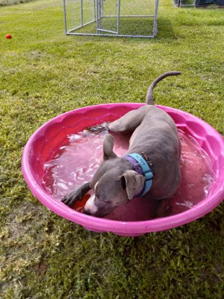 Enlarge Blue, a Adopted Pit Bull Terrier in Granite City, IL image 3/4