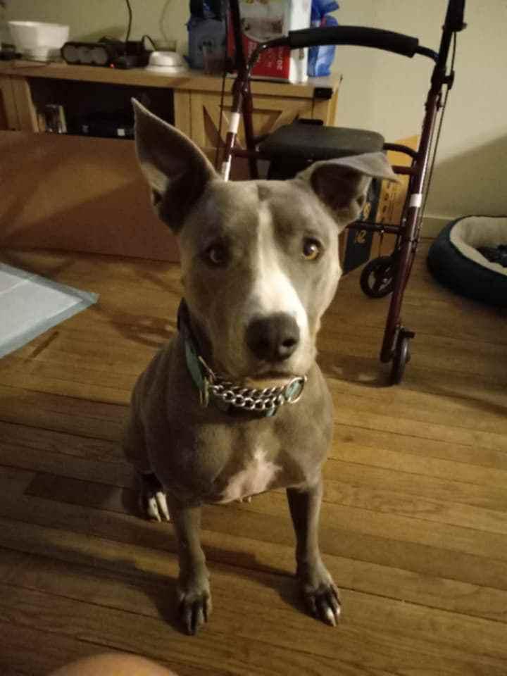 Enlarge Blue, a Adopted Pit Bull Terrier in Granite City, IL image 4/4