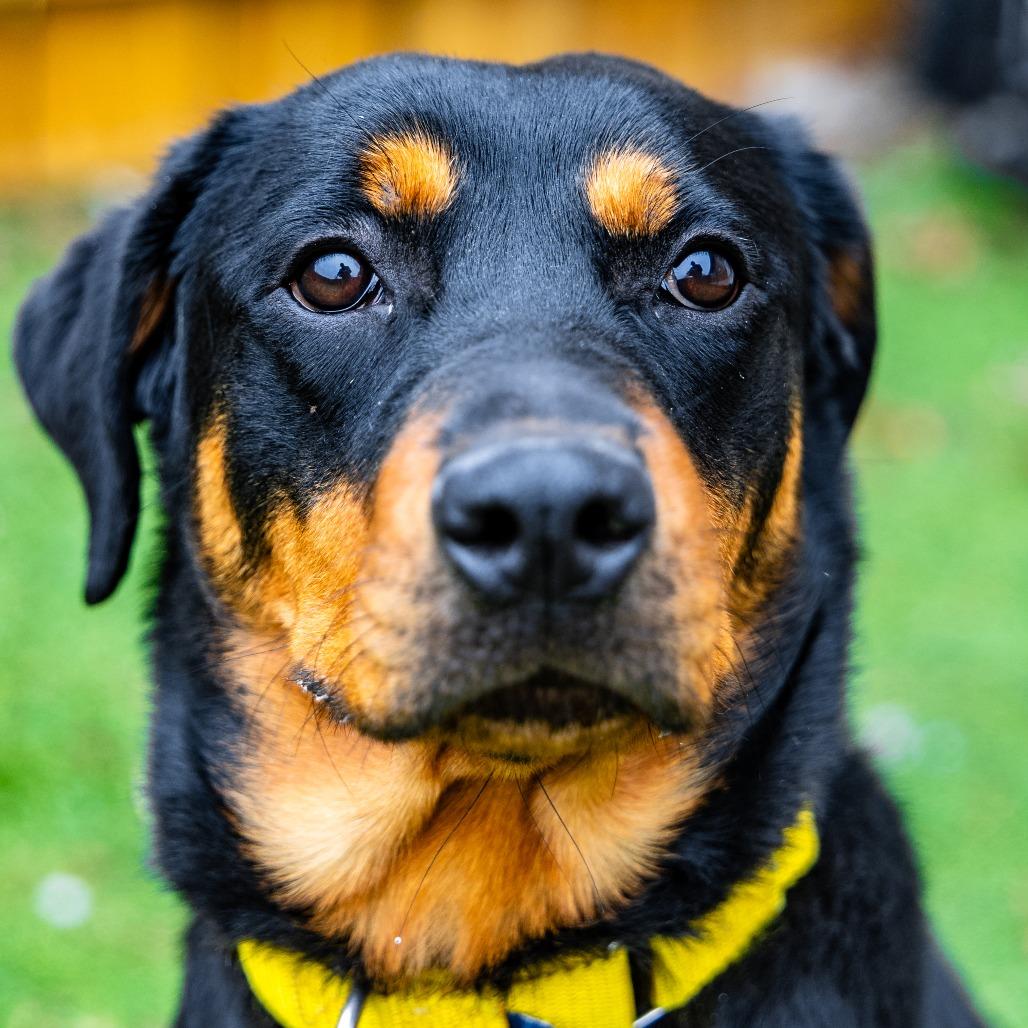Zoey, Adoptable, Young Female Rottweiler.
