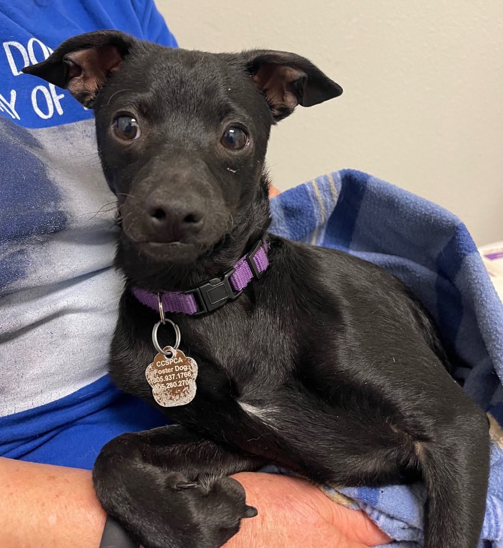 Bonded Pair Cinder & Flint, a Adoptable Chihuahua in Santa Maria, CA image 3/4