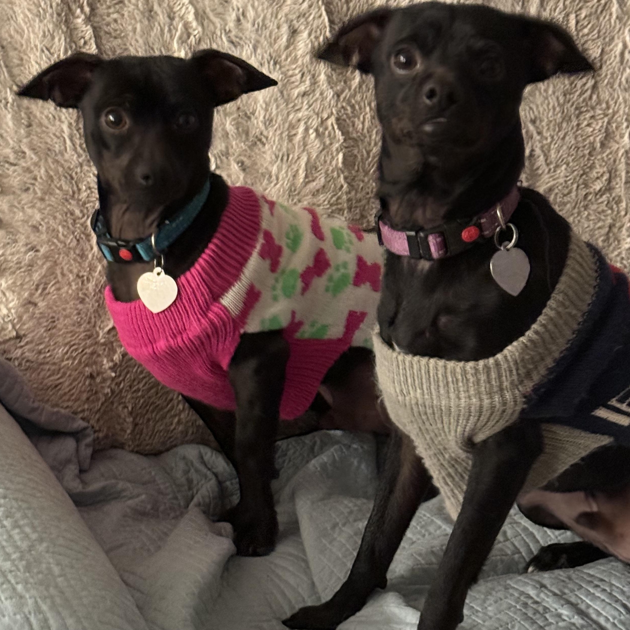 Bonded Pair Cinder & Flint, a Adoptable Chihuahua in Santa Maria, CA image 1/4