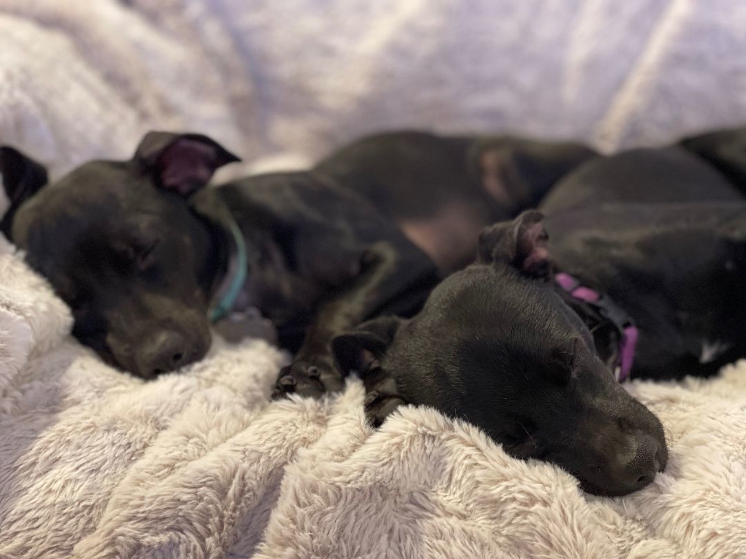 Bonded Pair Cinder & Flint, a Adoptable Chihuahua in Santa Maria, CA image 4/4