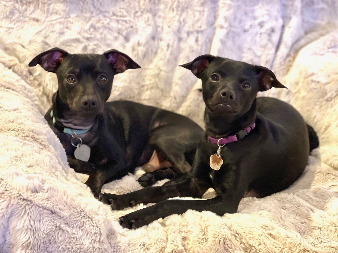 Bonded Pair Cinder & Flint, a Adoptable Chihuahua in Santa Maria, CA image 2/4