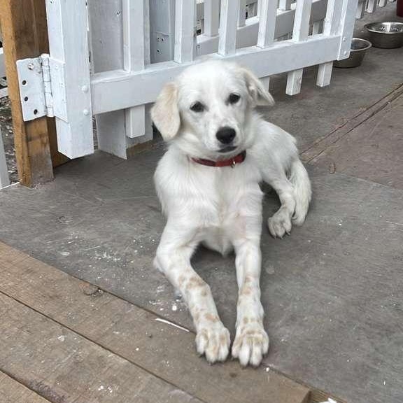 Lua, ADOPTABLE, Puppy Female Terrier.