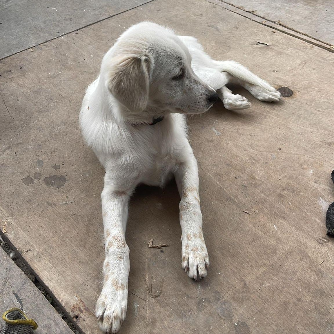 Enlarge Lua, a ADOPTABLE mixed breed in Miami, FL image 3/5