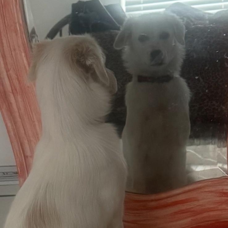 Enlarge Lua, a ADOPTABLE mixed breed in Miami, FL image 4/5