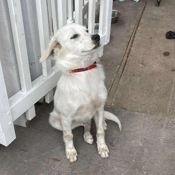 Enlarge Lua, a ADOPTABLE mixed breed in Miami, FL image 2/5