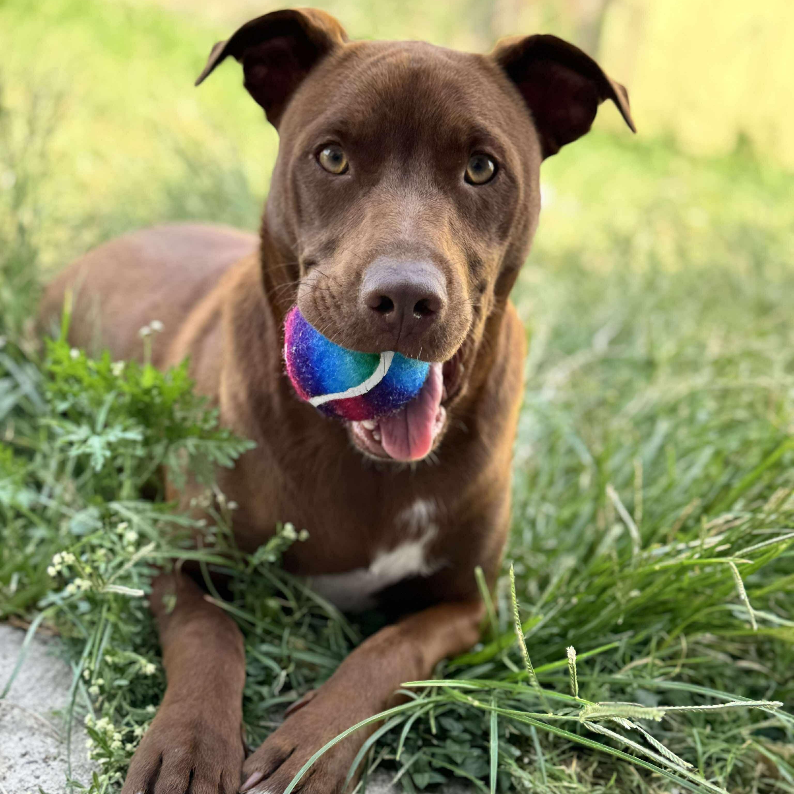 Royce, a Adoptable mixed breed in Kennewick, WA image 3/6
