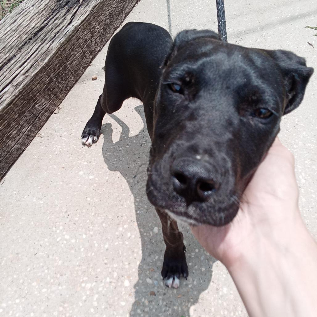 Jason, a Adoptable mixed breed in Enterprise, AL image 1/4