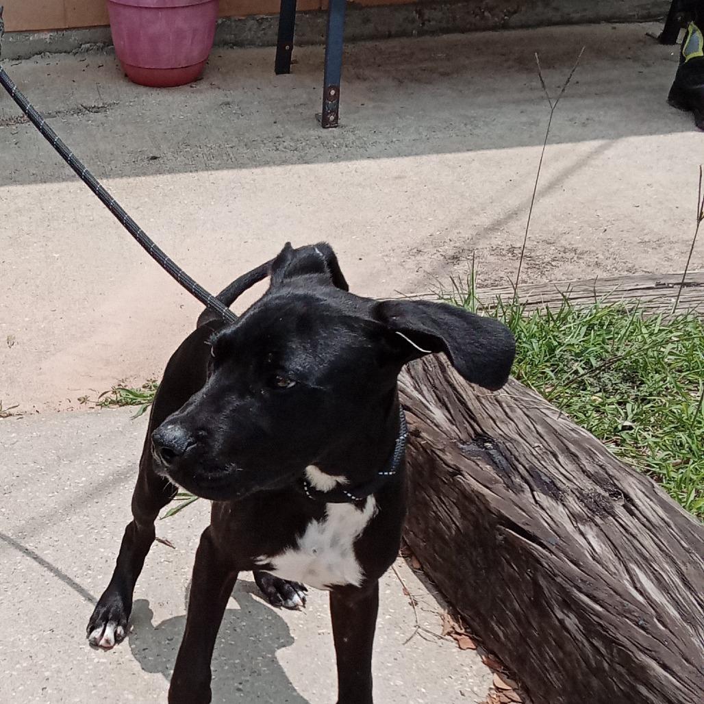 Jason, a Adoptable mixed breed in Enterprise, AL image 2/4