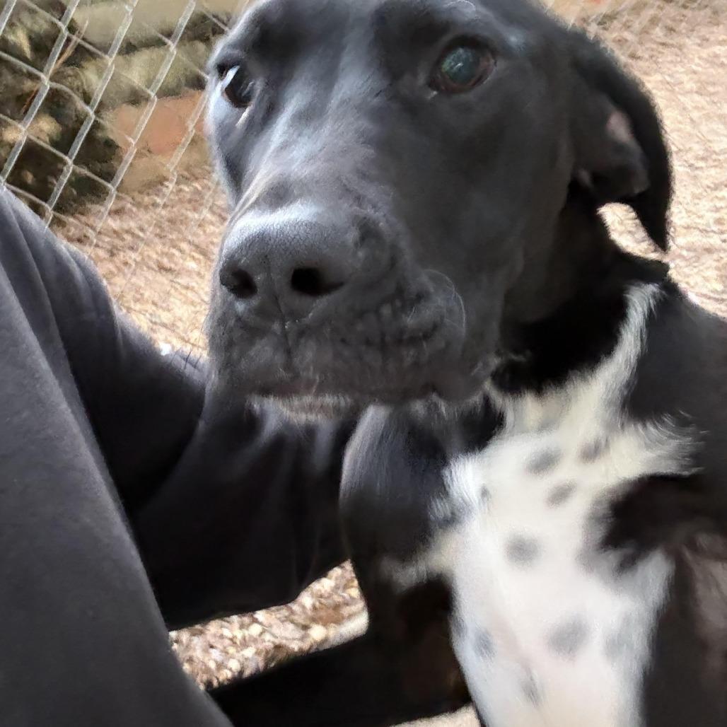 Jason, a Adoptable mixed breed in Enterprise, AL image 3/4