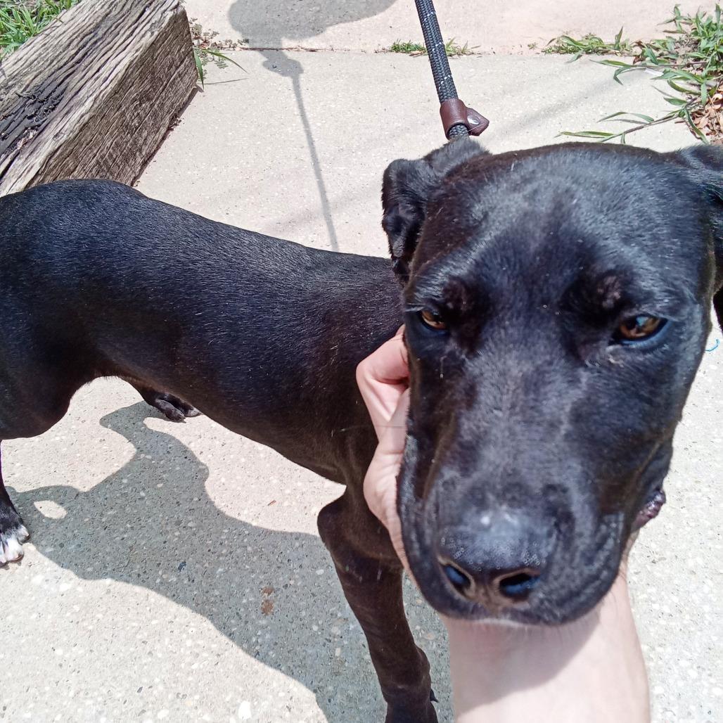 Enlarge Jason, a Adoptable mixed breed in Enterprise, AL image 3/4