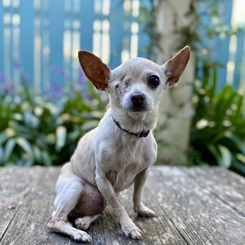 Leela, a Adoptable Chihuahua in Pacific Grove, CA image 1/6