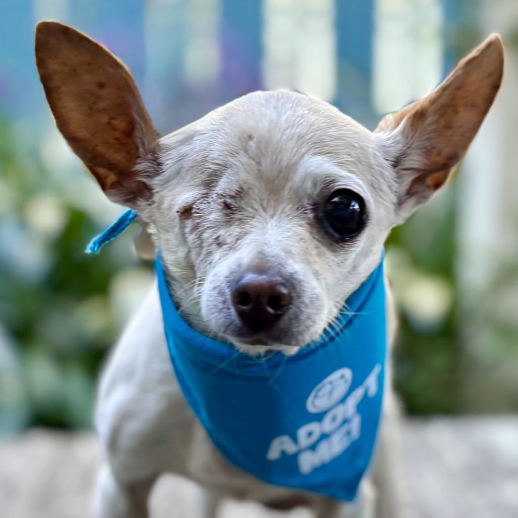 Leela, a Adoptable Chihuahua in Pacific Grove, CA image 2/6