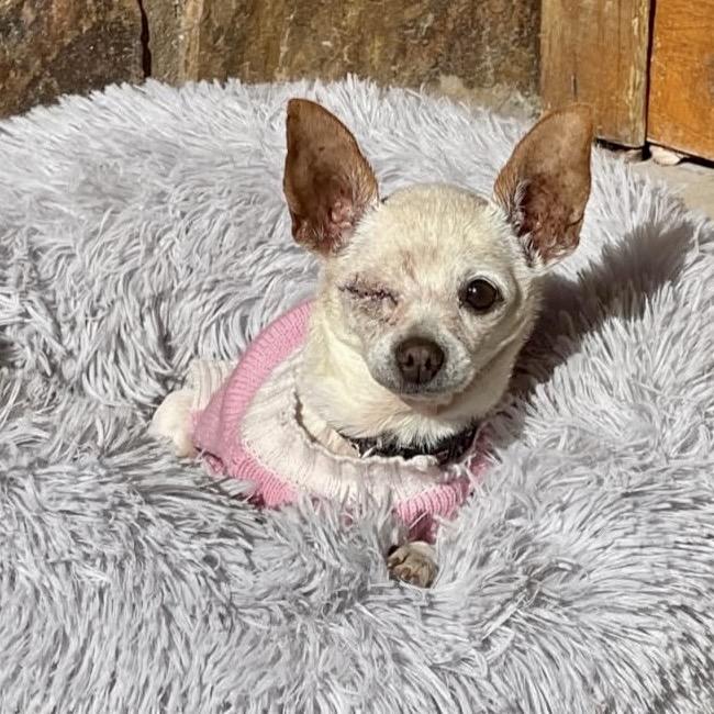 Leela, a Adoptable Chihuahua in Pacific Grove, CA image 3/6