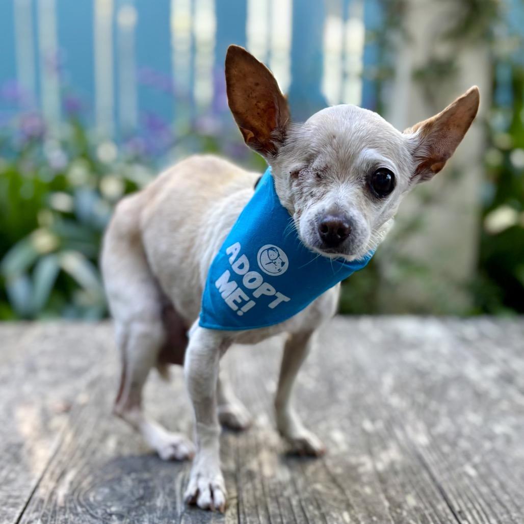 Leela, a Adoptable Chihuahua in Pacific Grove, CA image 6/6