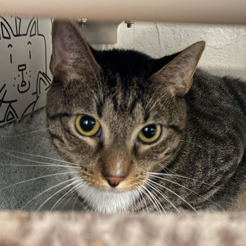 Colobus, Adoptable, Adult Male Domestic Short Hair.