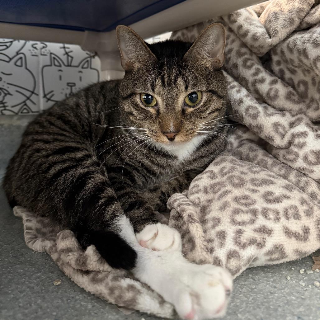 Enlarge Colobus, a Adoptable Domestic Short Hair in Chicago, IL image 2/2