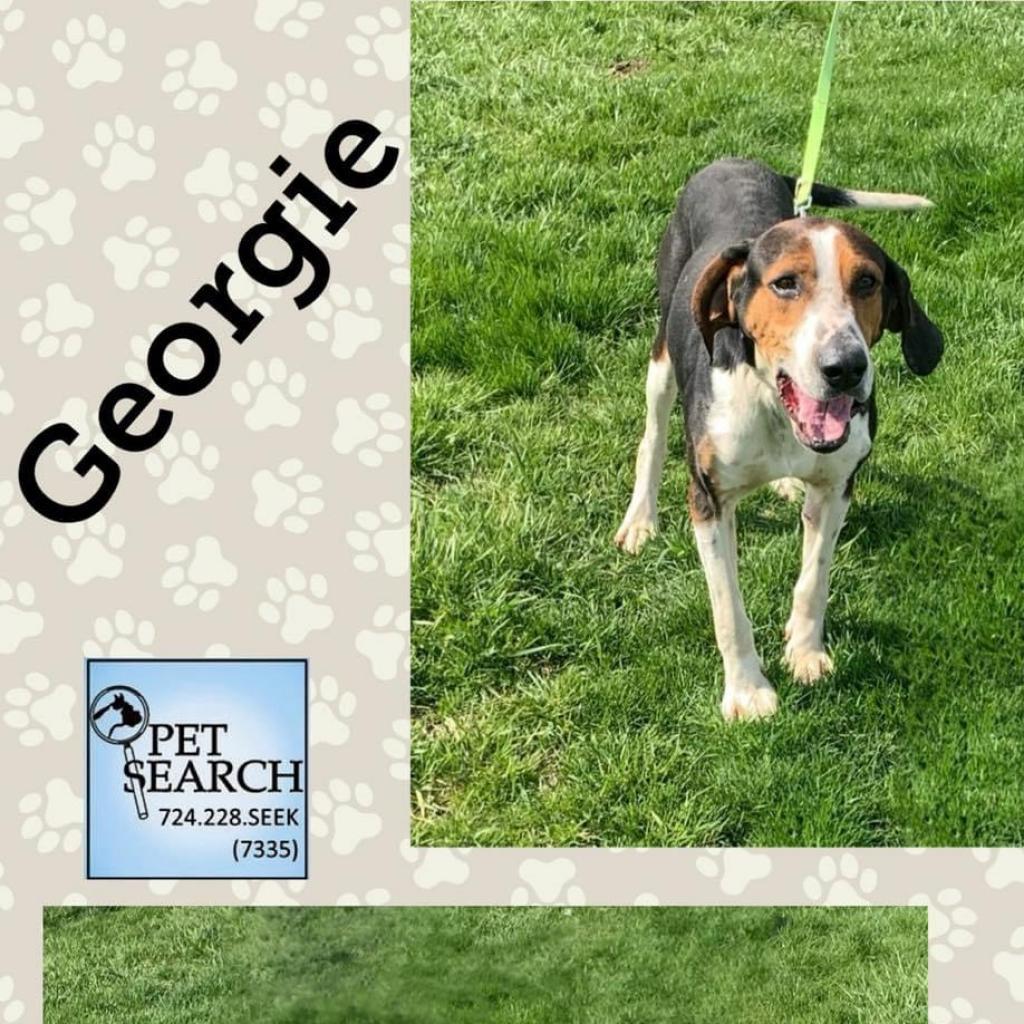 Enlarge Georgie, a Adoptable Treeing Walker Coonhound in Washington, PA image 1/1