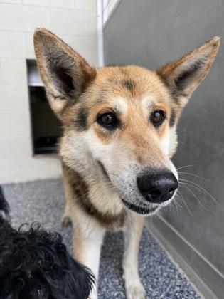 Enlarge Donalan, an adoptable mixed breed in Converse, TX image 1/1